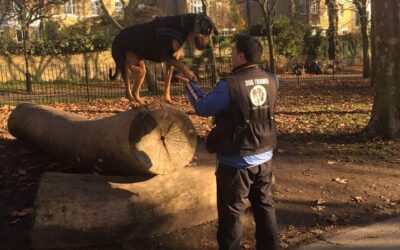 Training Dog Learning Programme